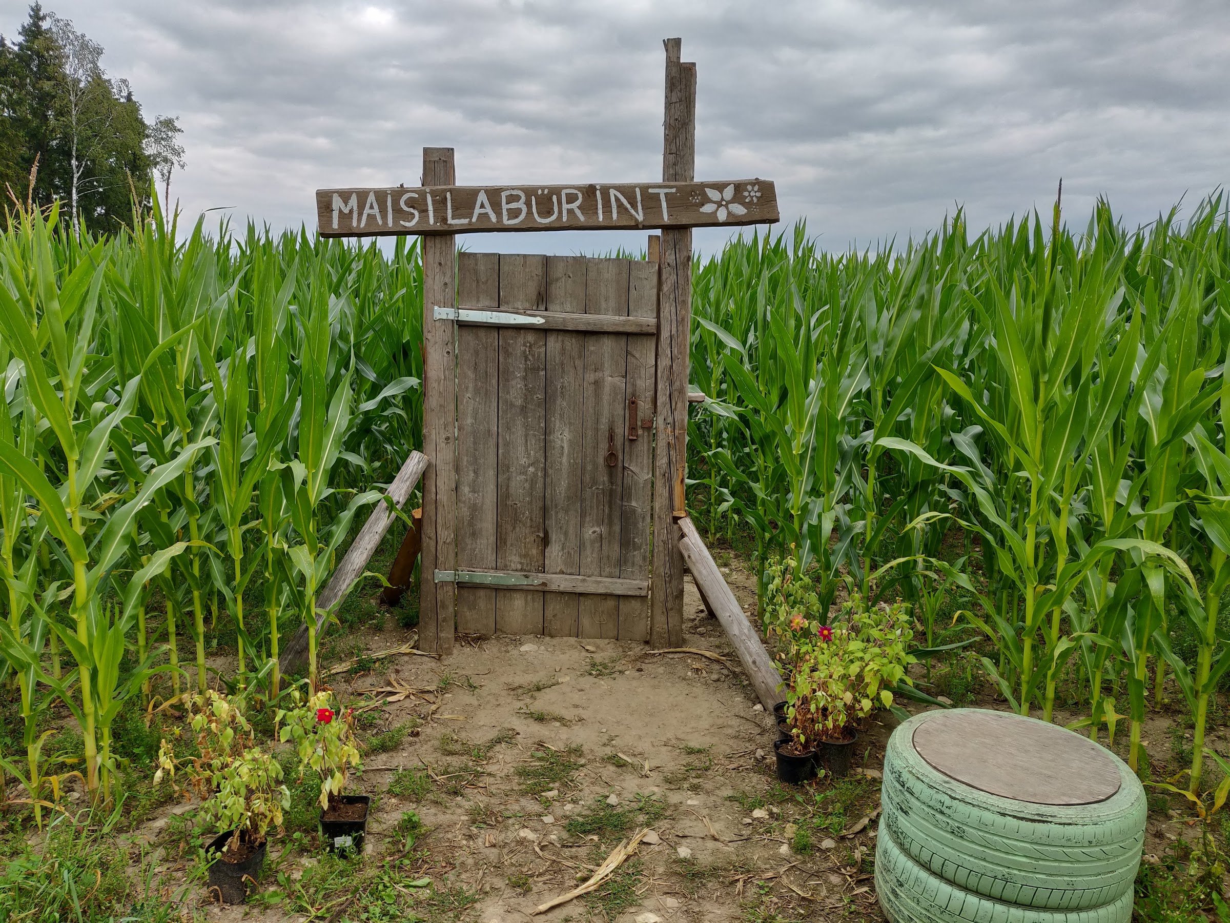 Tore talu - Sarapiku